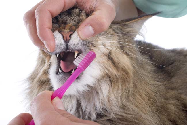Brush Cat Teeth