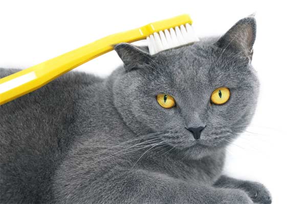 How to Brush a Cat’s Teeth